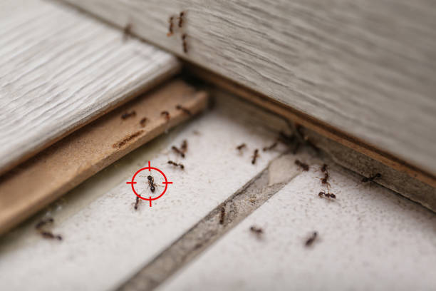 Best Termite Control Services  in Athens, IL