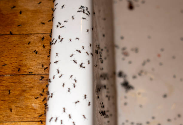 Best Insect Control  in Athens, IL