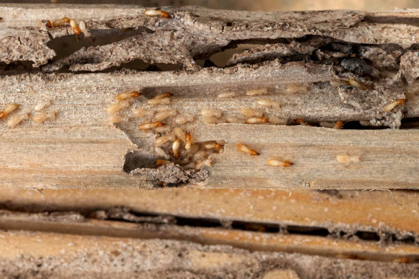 Wildlife Control Services in Athens, IL